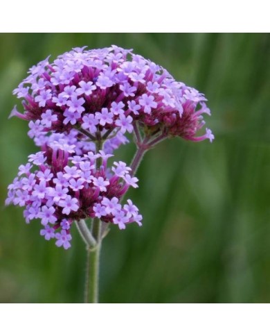 Verveine de Buenos Aires Purple Tower