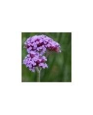 Verveine de Buenos Aires Purple Tower