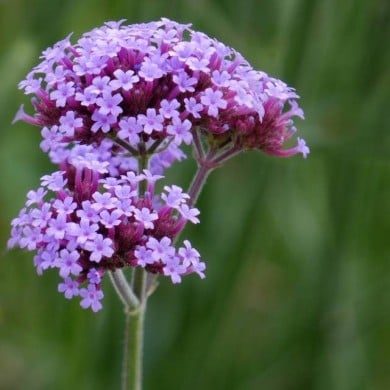 Verveine de Buenos Aires Purple Tower