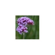 Verveine de Buenos Aires Purple Tower