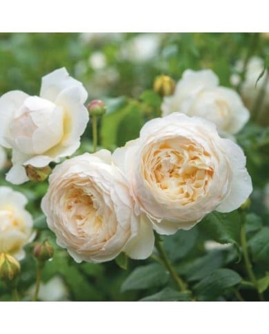 Rosier anglais Claire Austin™ (David Austin Roses)