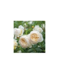 Rosier anglais Claire Austin™ (David Austin Roses)