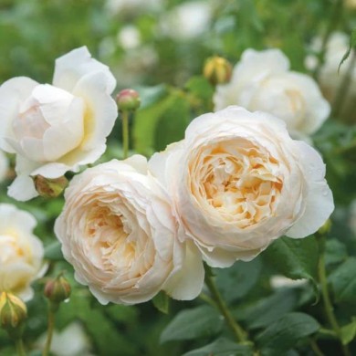 Rosier anglais Claire Austin™ (David Austin Roses)