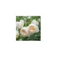 Rosier anglais Claire Austin™ (David Austin Roses)