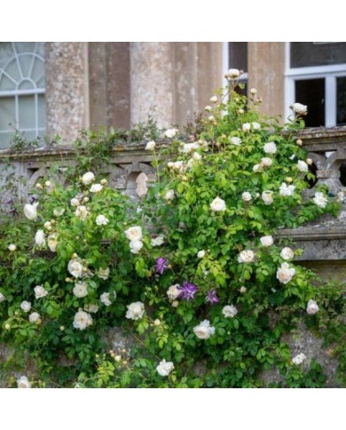 Rosier anglais Claire Austin™ (David Austin Roses)