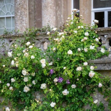 Rosier anglais Claire Austin™ (David Austin Roses)