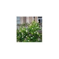 Rosier anglais Claire Austin™ (David Austin Roses)