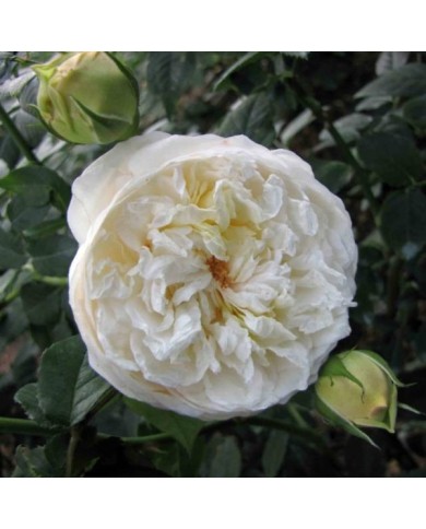 Rosier anglais Claire Austin® (HQ Flower Guide / flickr.com)