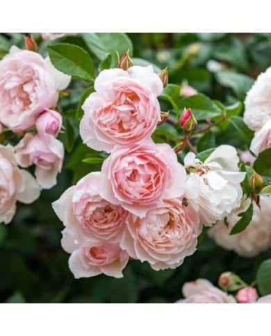 Rosier anglais grimpant The Generous Gardener (David Austin)