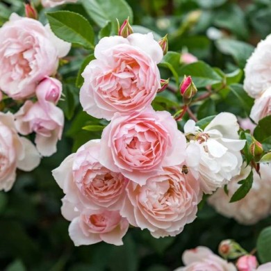 Rosier anglais grimpant The Generous Gardener (David Austin)