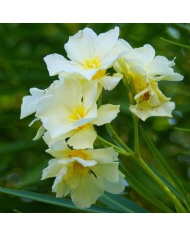 Laurier rose 'Luteum Plenum'