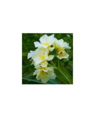 Laurier rose 'Luteum Plenum'