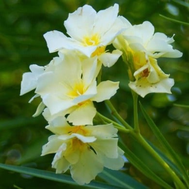 Laurier rose 'Luteum Plenum'