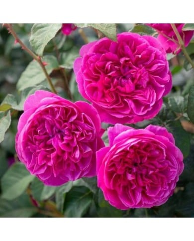 Rosier anglais James L. Austin™ (David Austin)
