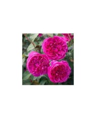 Rosier anglais James L. Austin™ (David Austin)
