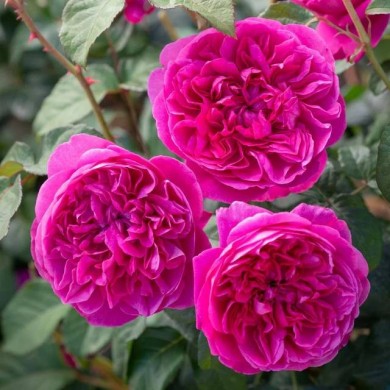 Rosier anglais James L. Austin™ (David Austin)