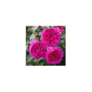 Rosier anglais James L. Austin™ (David Austin)
