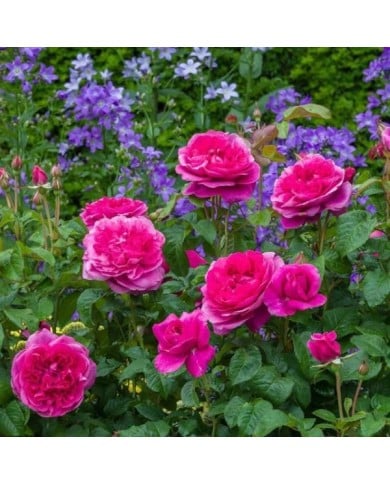 Rosier anglais James L. Austin™ (David Austin)