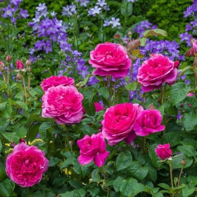 Rosier anglais James L. Austin™ (David Austin)