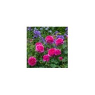 Rosier anglais James L. Austin™ (David Austin)