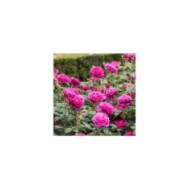 Rosier anglais James L. Austin™ (David Austin)