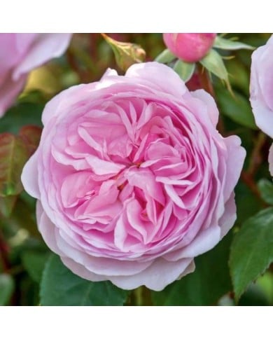 Rosier anglais Olivia Rose Austin® (David Austin)