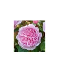 Rosier anglais Olivia Rose Austin® (David Austin)