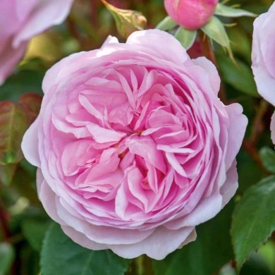 Rosier anglais Olivia Rose Austin® (David Austin)