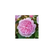 Rosier anglais Olivia Rose Austin® (David Austin)