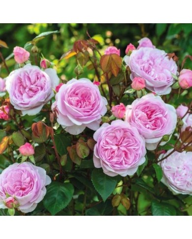 Rosier anglais Olivia Rose Austin® (David Austin)