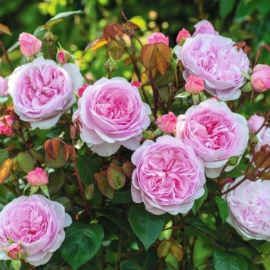 Rosier anglais Olivia Rose Austin® (David Austin)