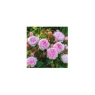 Rosier anglais Olivia Rose Austin® (David Austin)