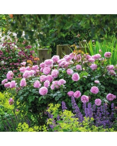 Rosier anglais Olivia Rose Austin® (David Austin)