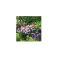 Rosier anglais Olivia Rose Austin® (David Austin)