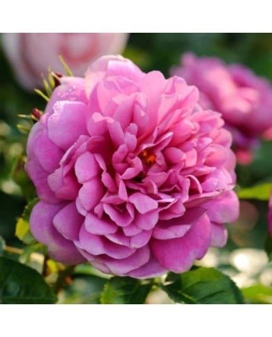 Rosier anglais Princess Anne™ (David Austin Roses)