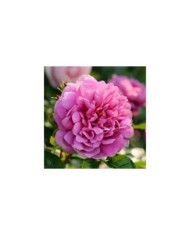 Rosier anglais Princess Anne™ (David Austin Roses)