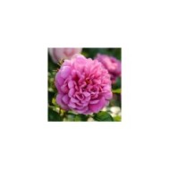 Rosier anglais Princess Anne™ (David Austin Roses)