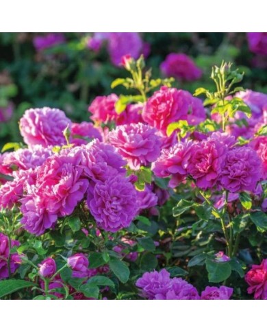 Rosier anglais Princess Anne™ (David Austin Roses)