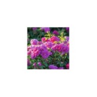 Rosier anglais Princess Anne™ (David Austin Roses)