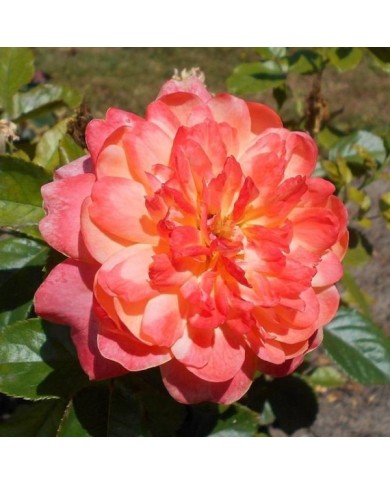 Rosier Sir Lancelot (Salicyna / wikimedia.org)