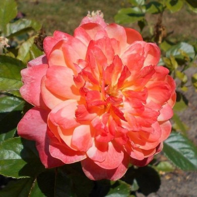 Rosier Sir Lancelot (Salicyna / wikimedia.org)