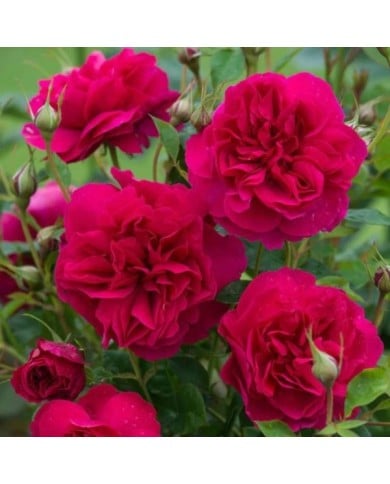 Rosier anglais Thomas A Becket™ (David Austin Roses)