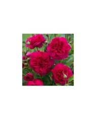 Rosier anglais Thomas A Becket™ (David Austin Roses)