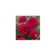 Rosier anglais Thomas A Becket™ (David Austin Roses)