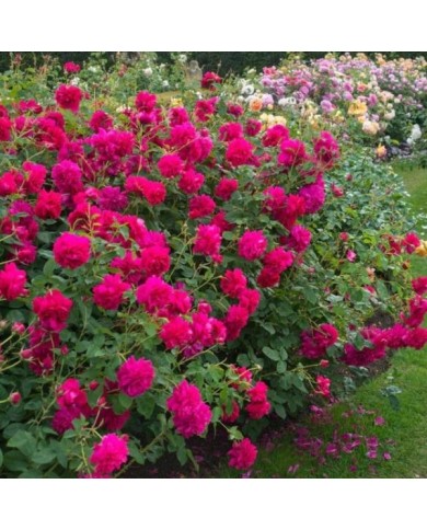 Rosier anglais Thomas A Becket™ (David Austin Roses)