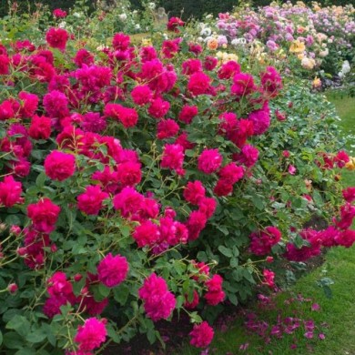 Rosier anglais Thomas A Becket™ (David Austin Roses)