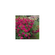 Rosier anglais Thomas A Becket™ (David Austin Roses)