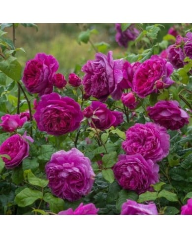 Rosier anglais Young Lycidas (David Austin)
