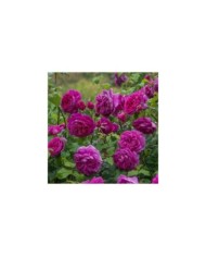 Rosier anglais Young Lycidas (David Austin)