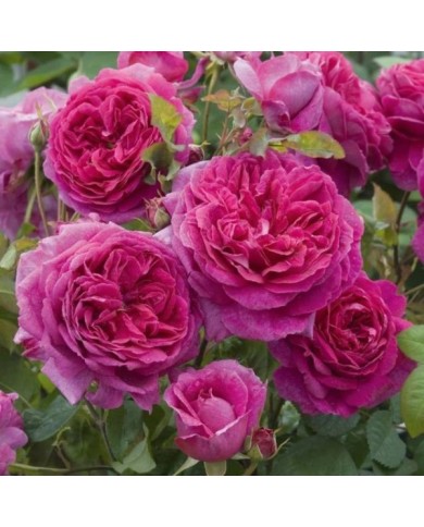Rosier anglais Young Lycidas (David Austin)